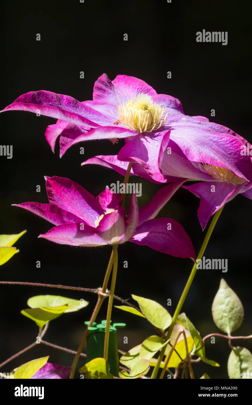 Fleurs ensoleillées de la floraison au début de l'été, grimpeur Clematis 'Pink Champagne', se détachent sur un fond sombre Banque D'Images