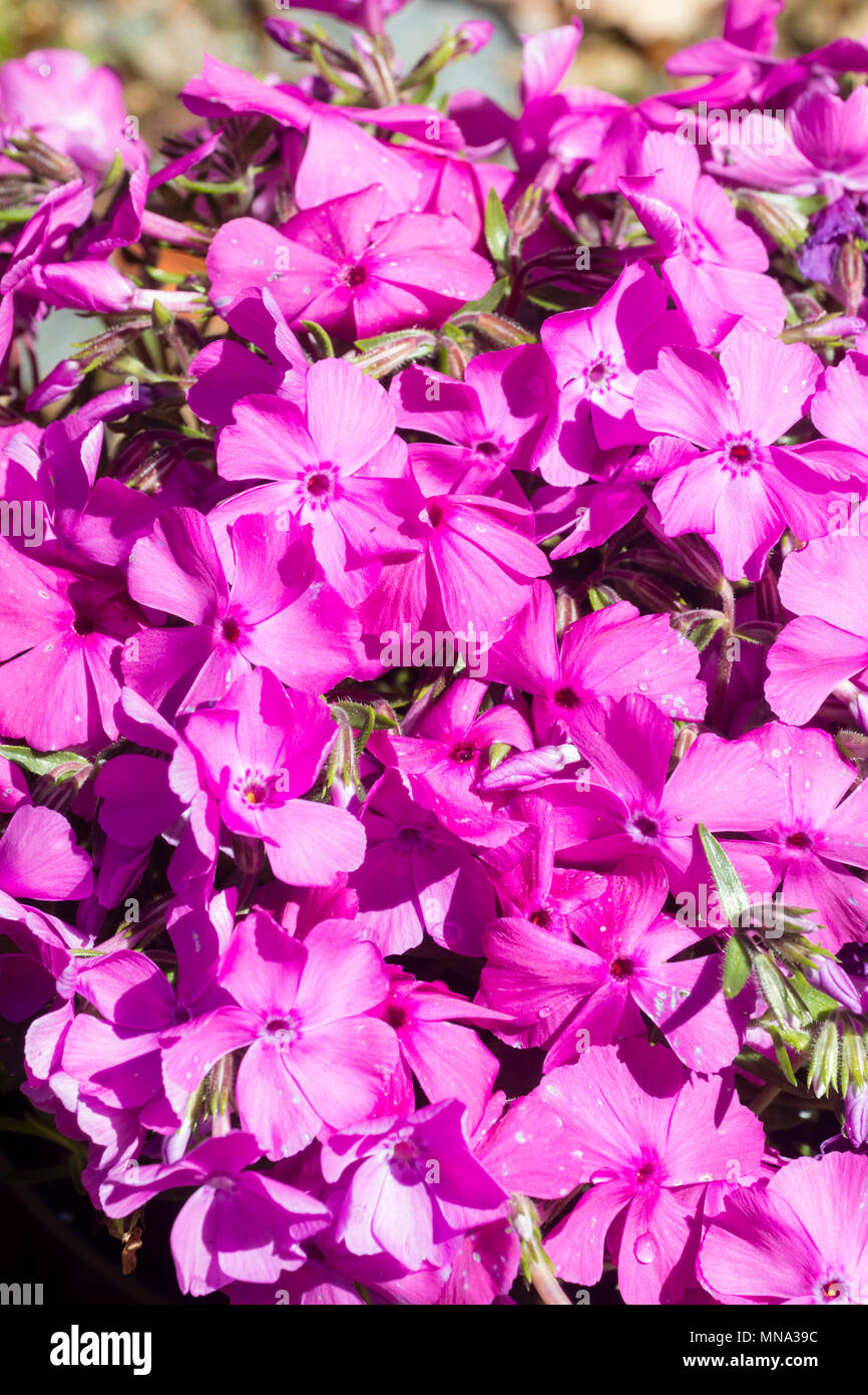 Phlox subulata mcdaniels cushion Banque de photographies et d’images à