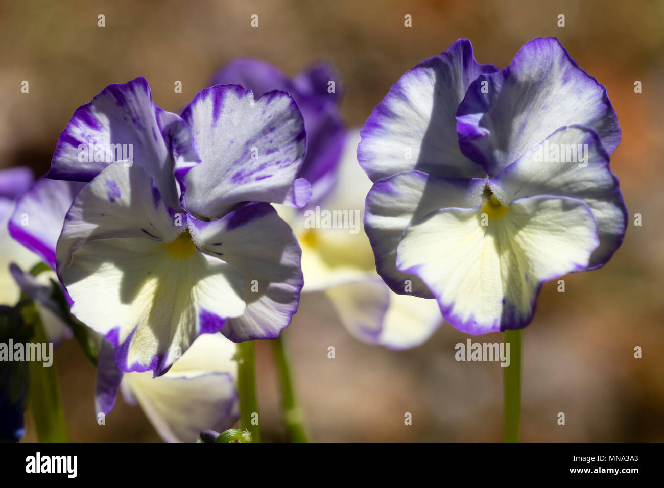 Crème éclaboussé de pourpre fleurs de la vivace compacte Violetta, Viola 'Rebecca' Banque D'Images