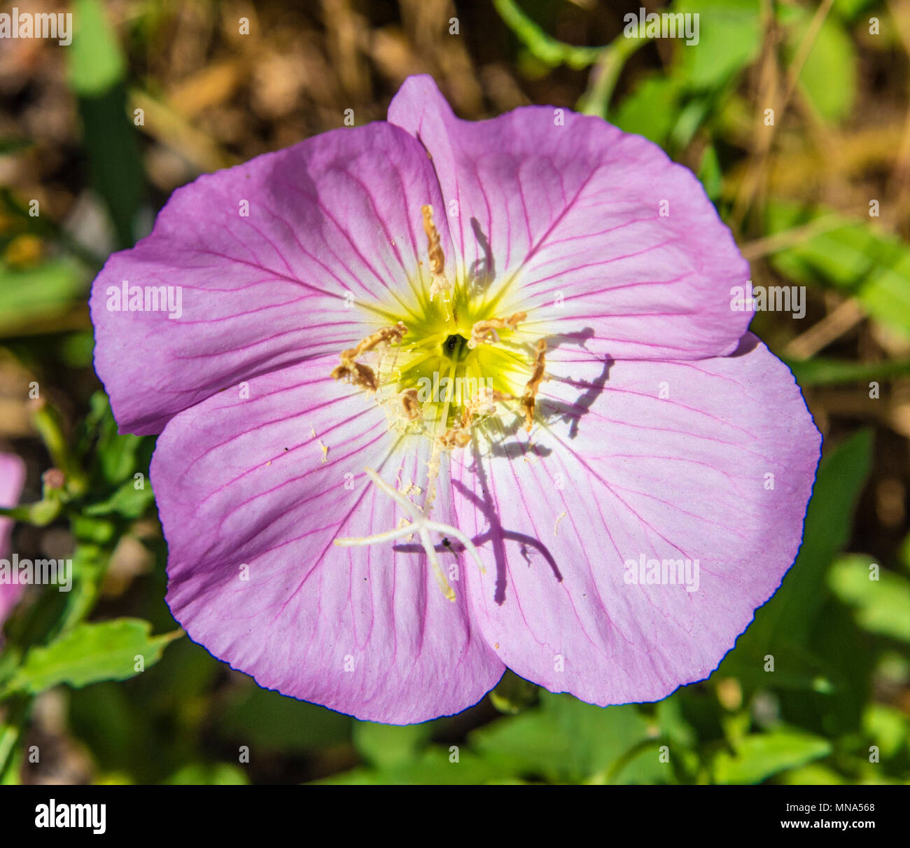 La dame rose, Oenothera speciosa, est une fleur sauvage montré ici dans une parcelle expérimentale sur la rivière Rouge Nation Wildlife Refuge dans le nord-ouest de la Louisiane. Banque D'Images