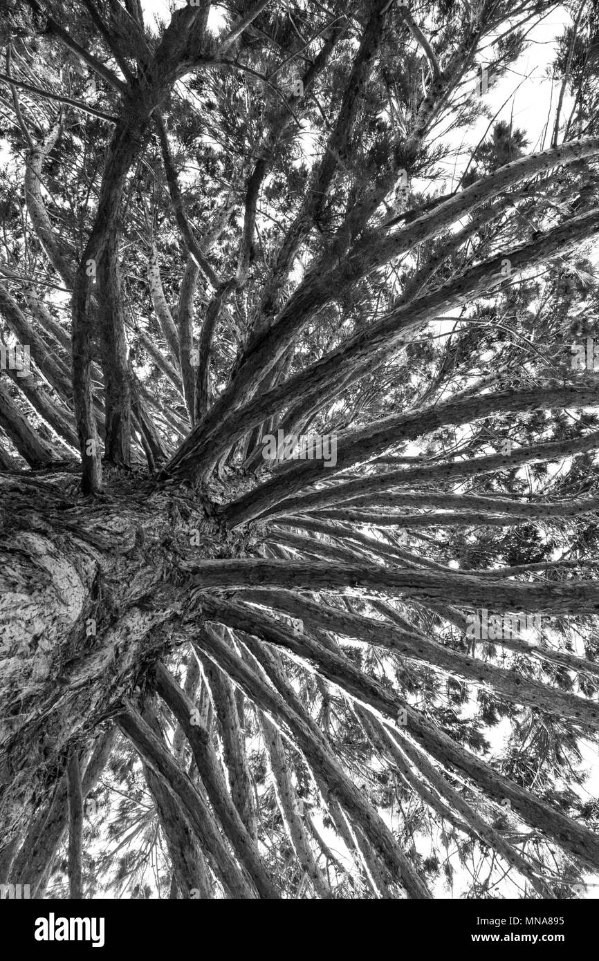 Jusqu'à la dans l'arbre Banque D'Images