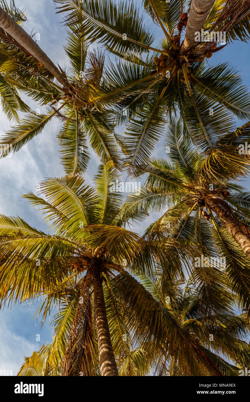 Dessus des palmiers avec ciel bleu à l'arrière-plan à Nemberala Beach, Rote Island, de l'Est province de Nusa Tenggara, en Indonésie. Vertical image. Banque D'Images