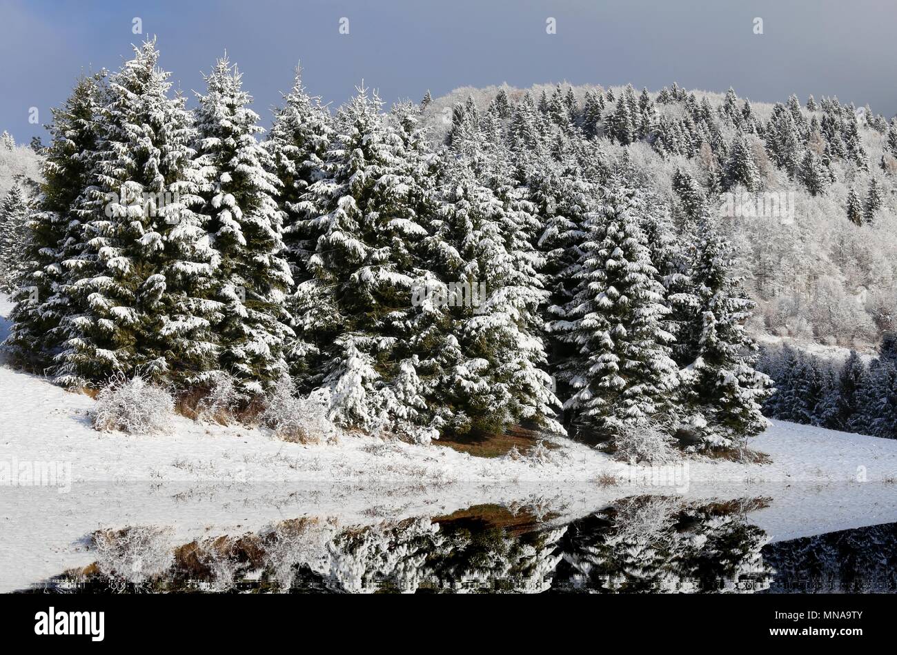 Paysage de montagne avec pin sapin submergé par la neige en hiver et un petit lac Banque D'Images
