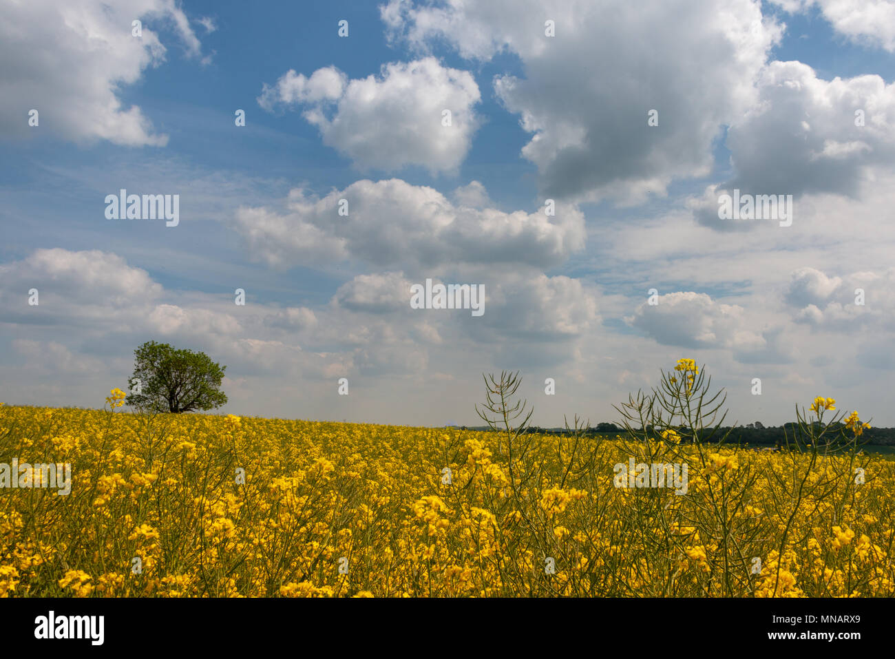 Domaine de colza jaune vif avec de douces collines et ciel nuageux et arbre isolé Banque D'Images