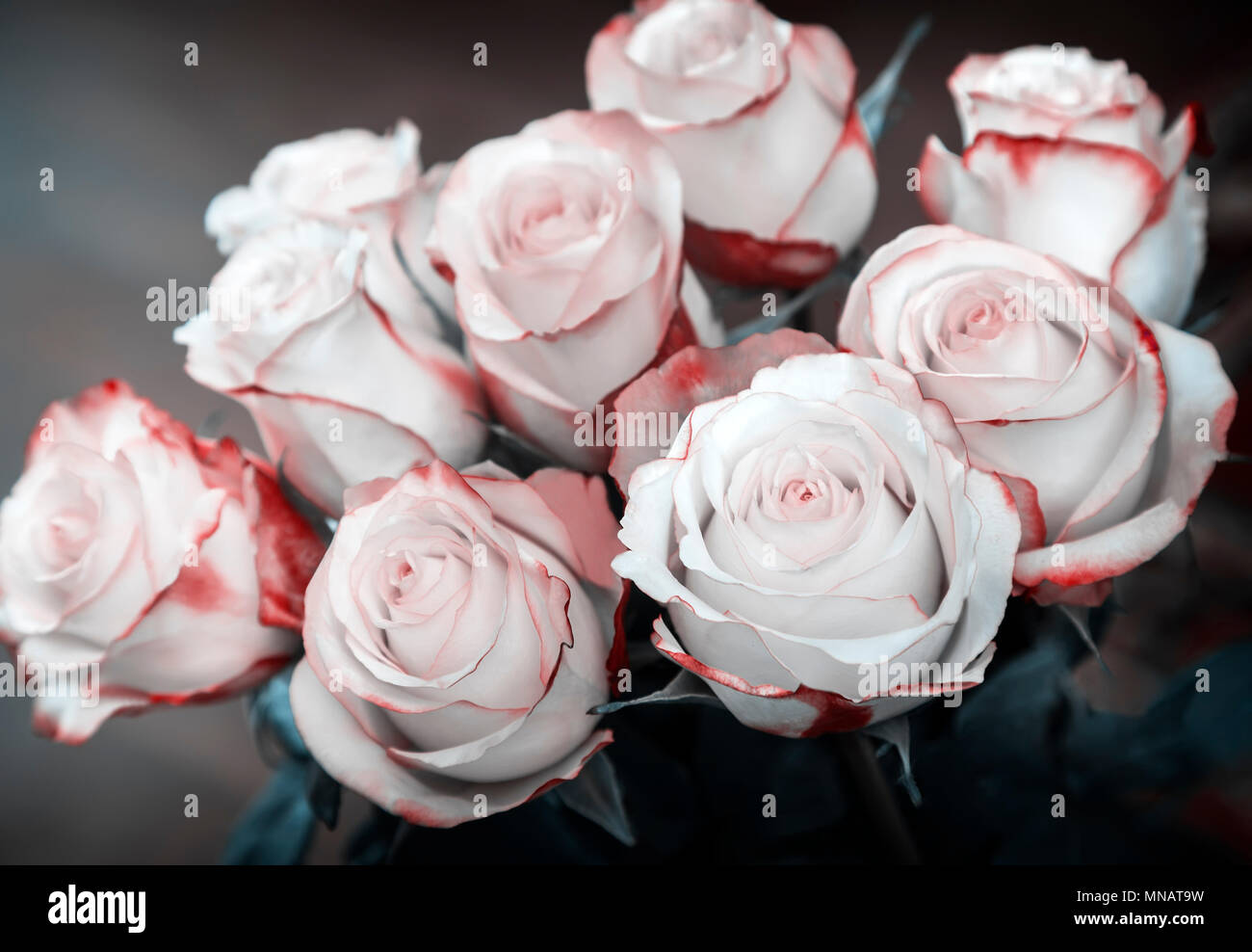 Bouquet de belles roses sur un fond sombre. Banque D'Images