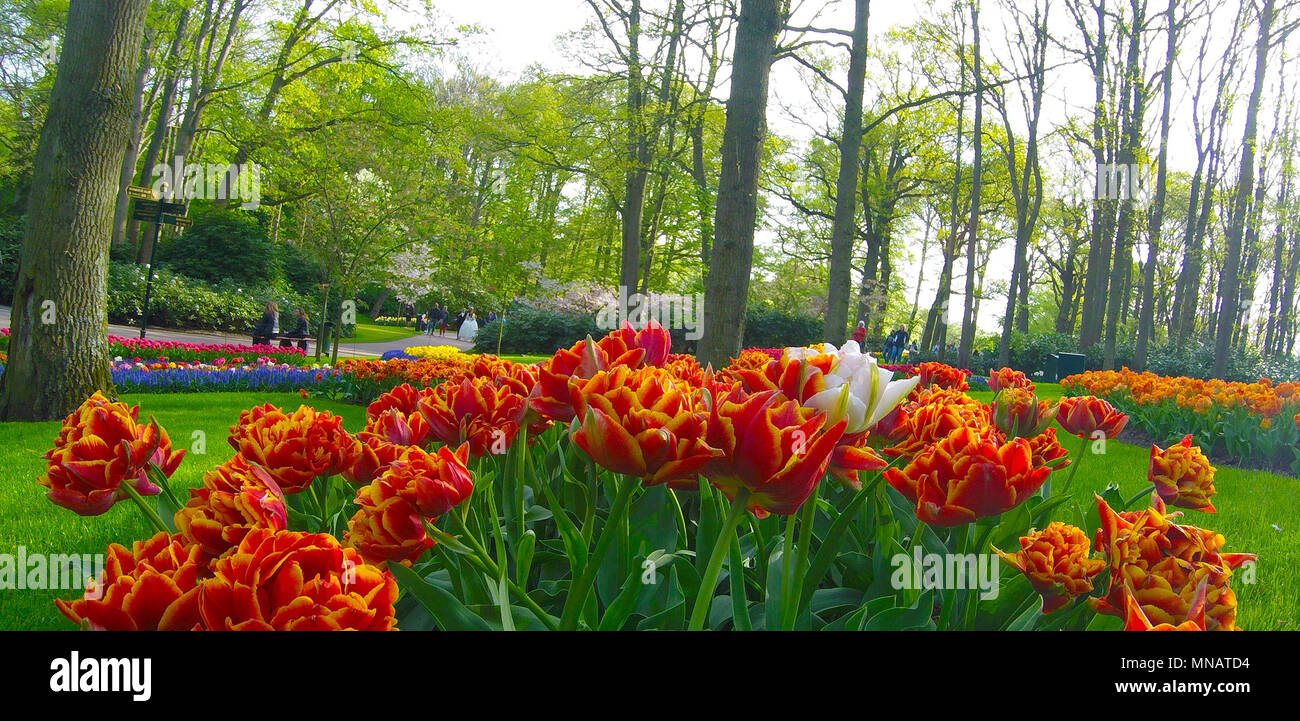 Des motifs réalisés avec les dessins pour mettre en valeur les couleurs bulbes de printemps à jardins de Keukenhof, lisse, la Hollande, les Pays-Bas Banque D'Images