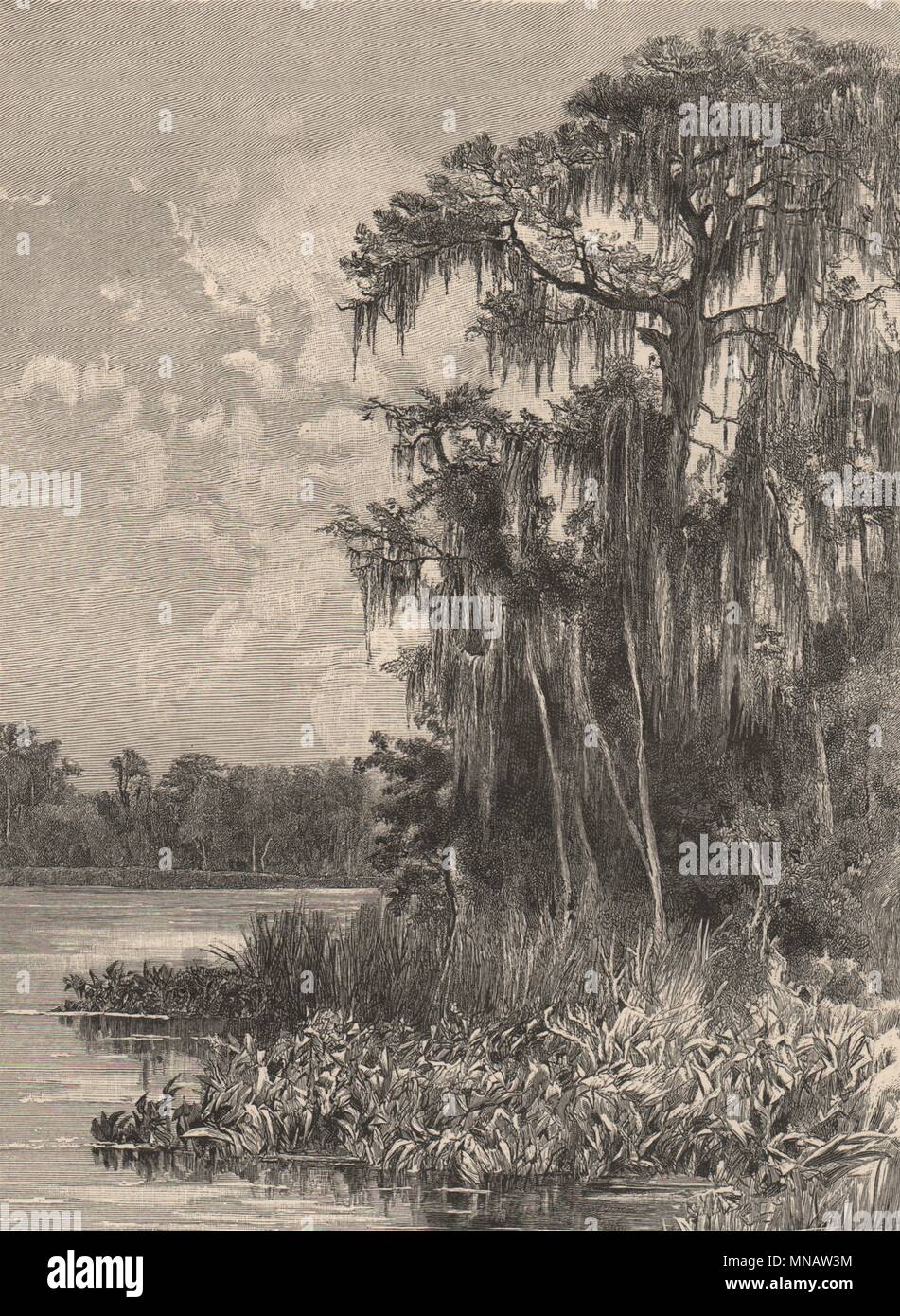Rives de la Silver Spring, Floride 1885 ancienne vintage print photo Banque D'Images