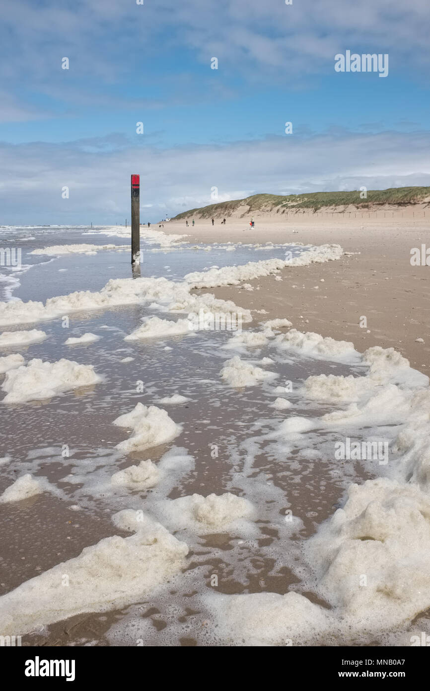 (Type d'algues Phaeocystis ) couvrent une plage de Texel, la plus grande des Waddeneilanden, lundi 16 mai 2016, Texel, aux Pays-Bas. Banque D'Images