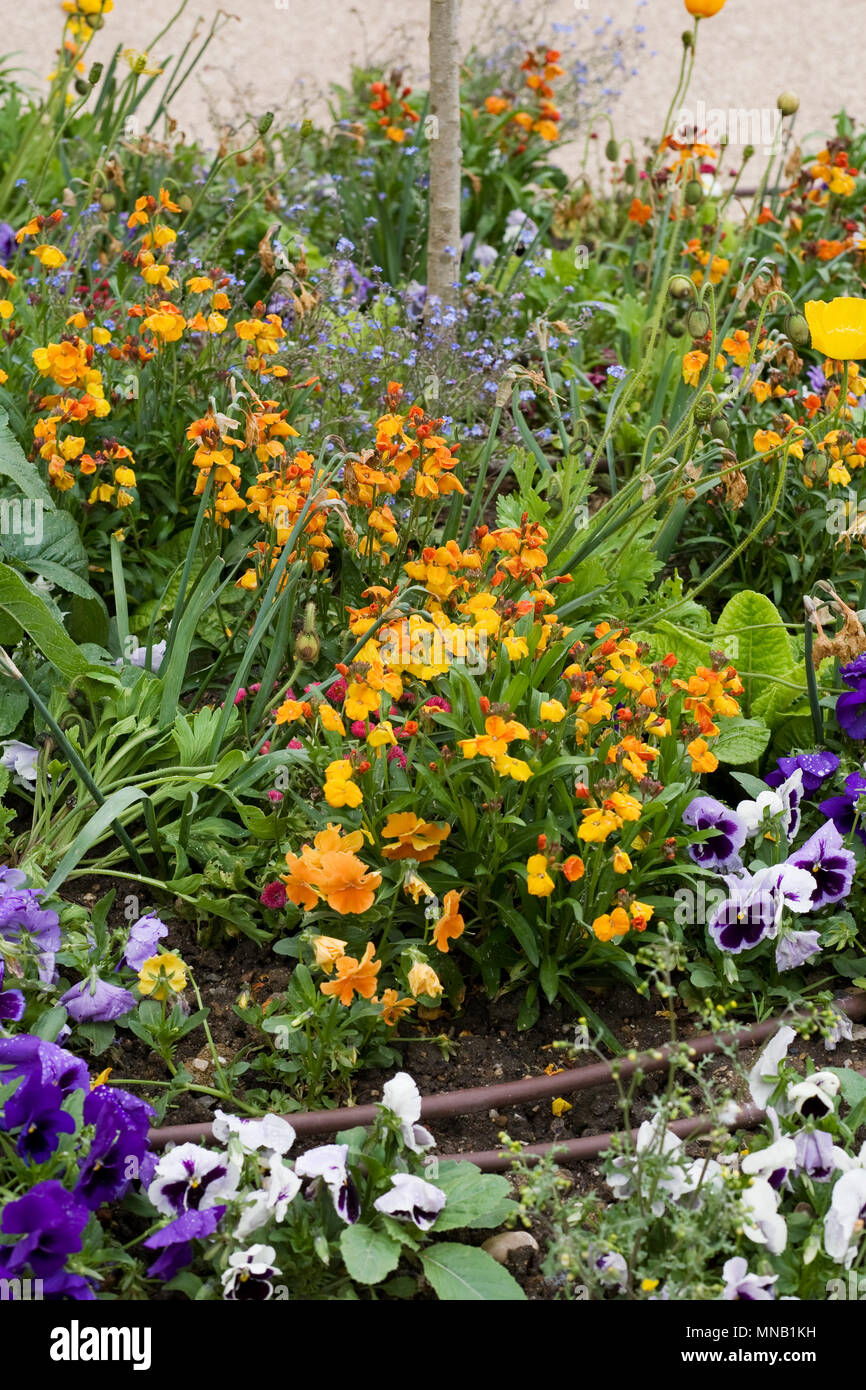 Fleurs de Printemps dans la ville de Montmorillon, France. Banque D'Images