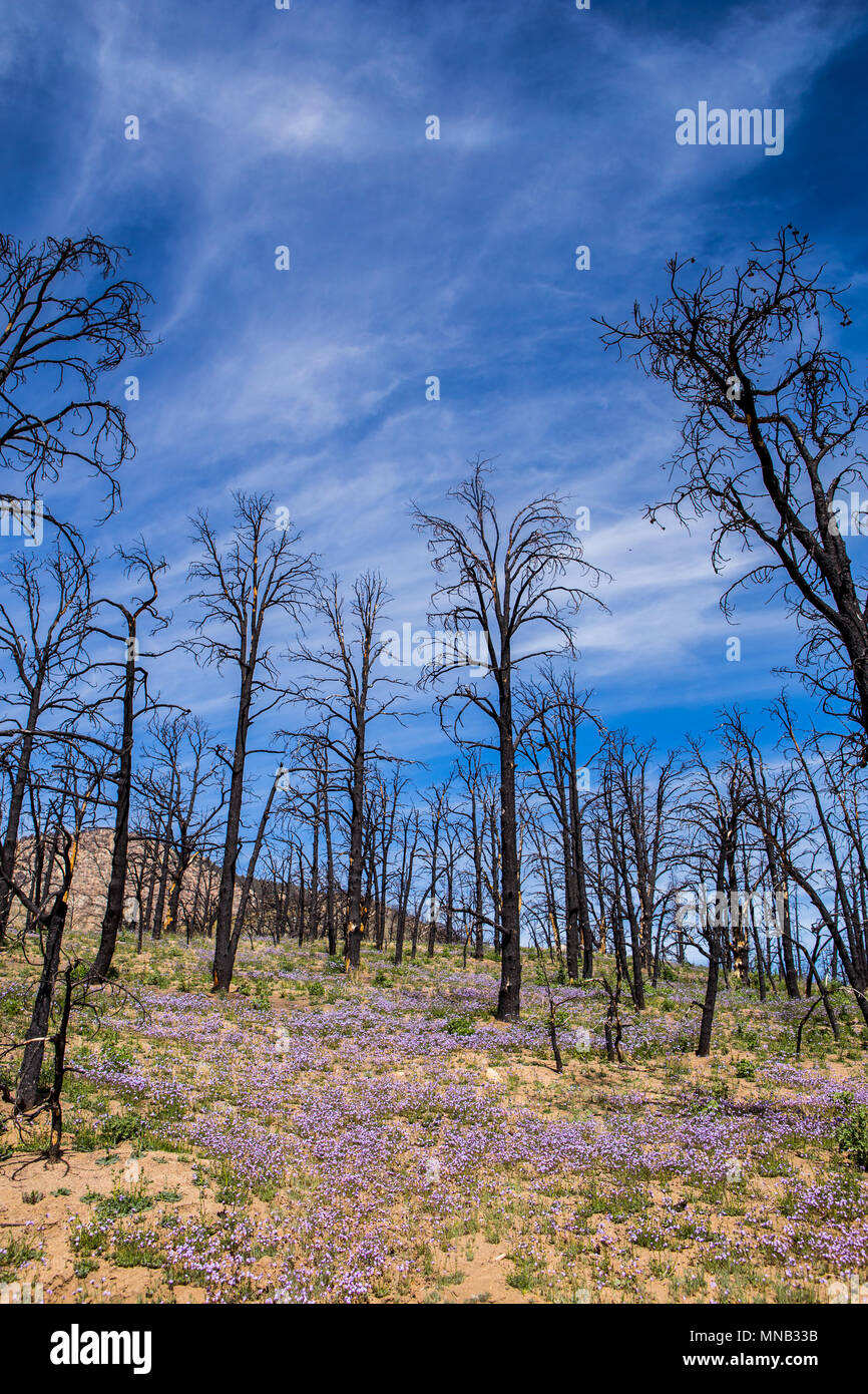 Fleurs sauvages de la récupération à la brûlure de la zone 2016 feu de cheminée près de la limite du comté deTulare-Kern dans le sud de la Sierra Nevada en Californie USA Banque D'Images