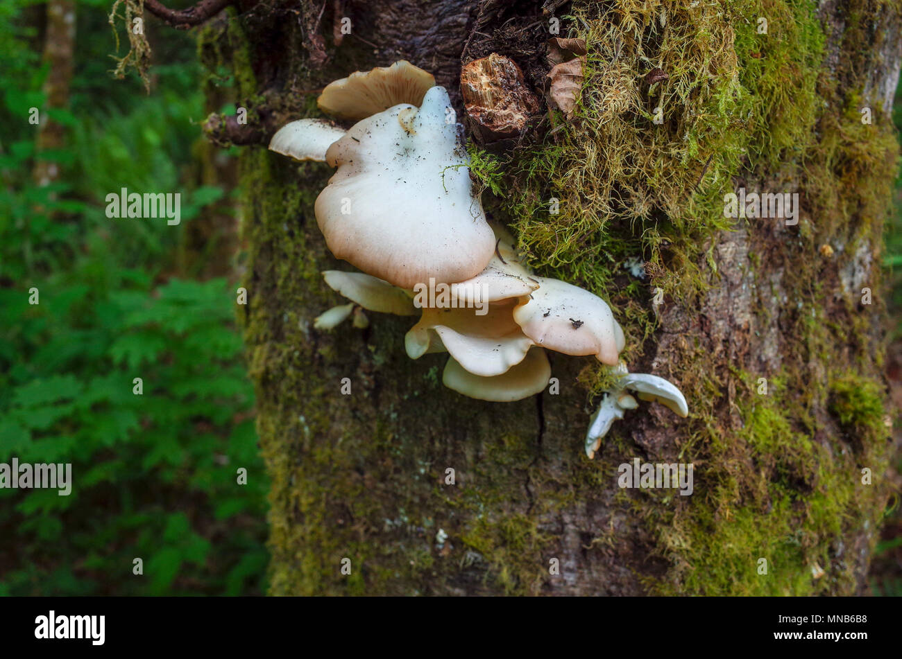 Champignons pleurote Pleurotus ostreatus Banque D'Images