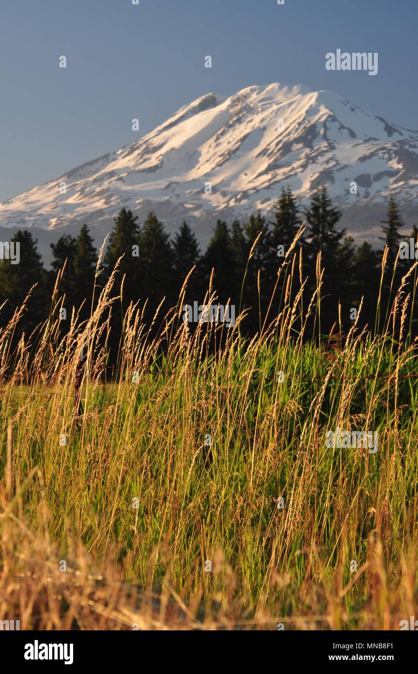 Mont Adams Banque D'Images