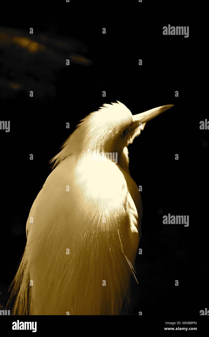 Joli oiseau Banque D'Images