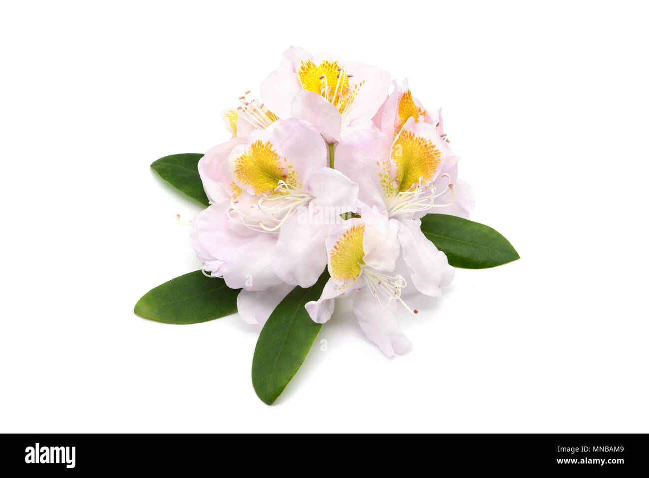 Fleur Rhododendron jaune blanc sur fond blanc de têtes isolées. Banque D'Images