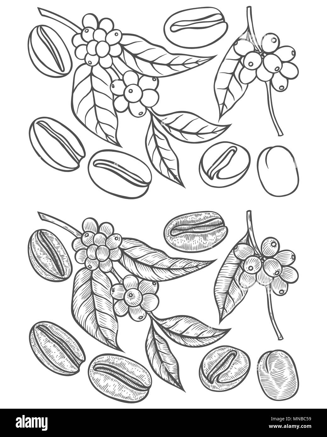 les baies feuilles pousses et grains de cafe dessin monochrome au trait photo stock alamy coloriage star wars obi wan kenobi