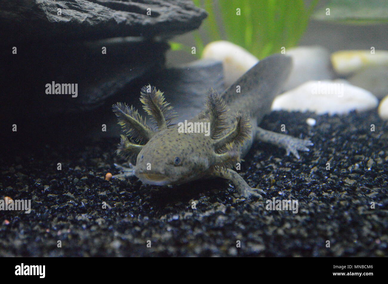 Type sauvage, l'axolotl Ambystoma mexicanum dans l'Aquarium Banque D'Images