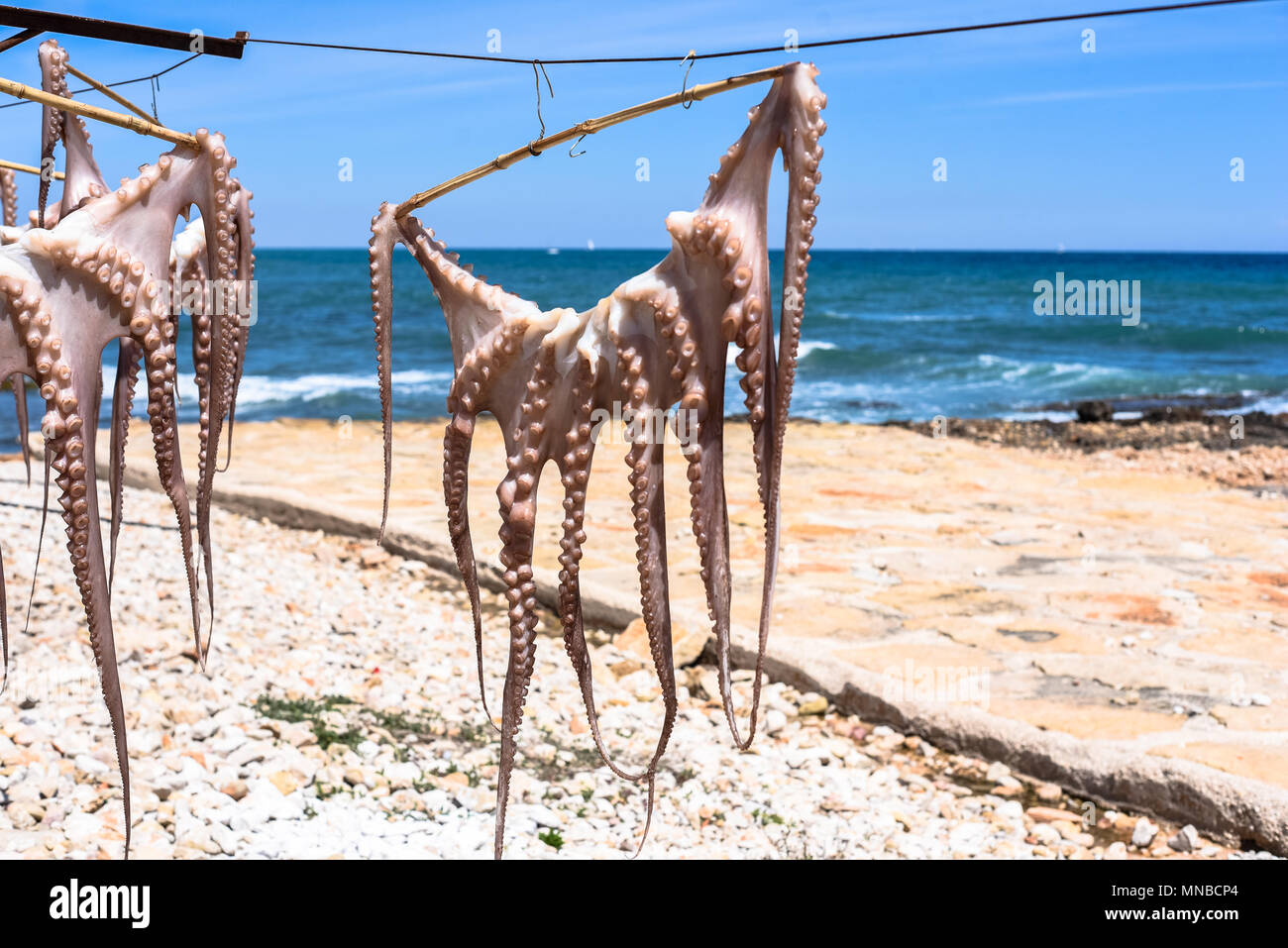 Certains poulpes sont séchées au soleil sur la côte de Denia (Alicante) Photo:Eduardo Manzana Banque D'Images
