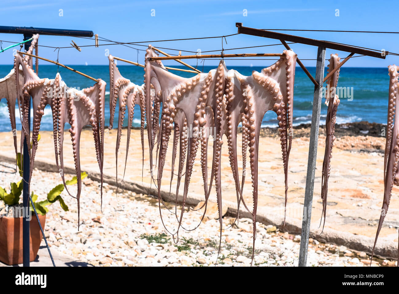Certains poulpes sont séchées au soleil sur la côte de Denia (Alicante) Photo:Eduardo Manzana Banque D'Images