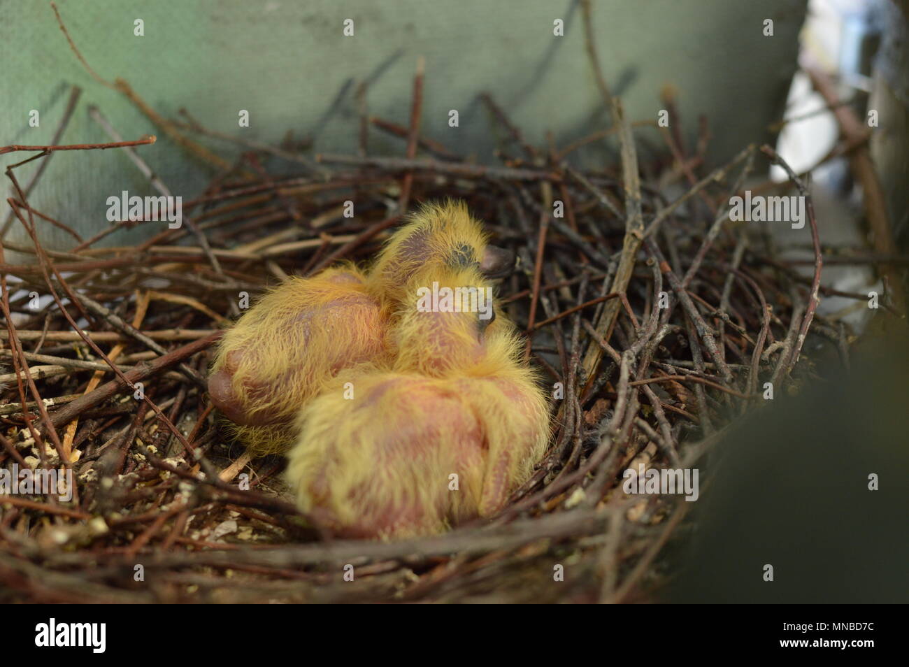 Deux Pigeons Bebe Dans Le Nid Dans Le Mais De Balcon Photo Stock Alamy Deux Pigeons Bebe Dans Le Nid Dans Le Mais De Balcon Photo Stock Alamy