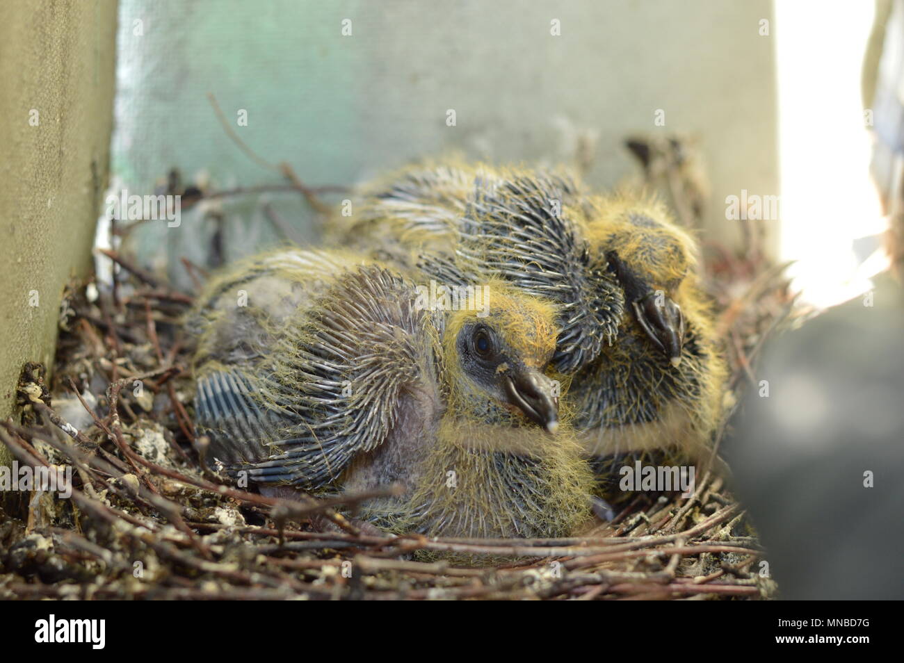 Deux Pigeons Bebe Dans Le Nid Dans Le Mais De Balcon Photo Stock Alamy Deux Pigeons Bebe Dans Le Nid Dans Le Mais De Balcon Photo Stock Alamy