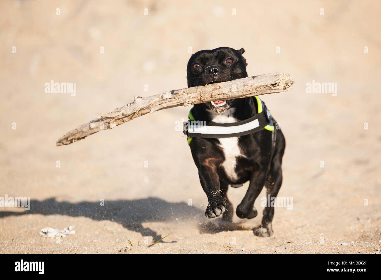 StaffordShire bull terrier à la plage Banque D'Images