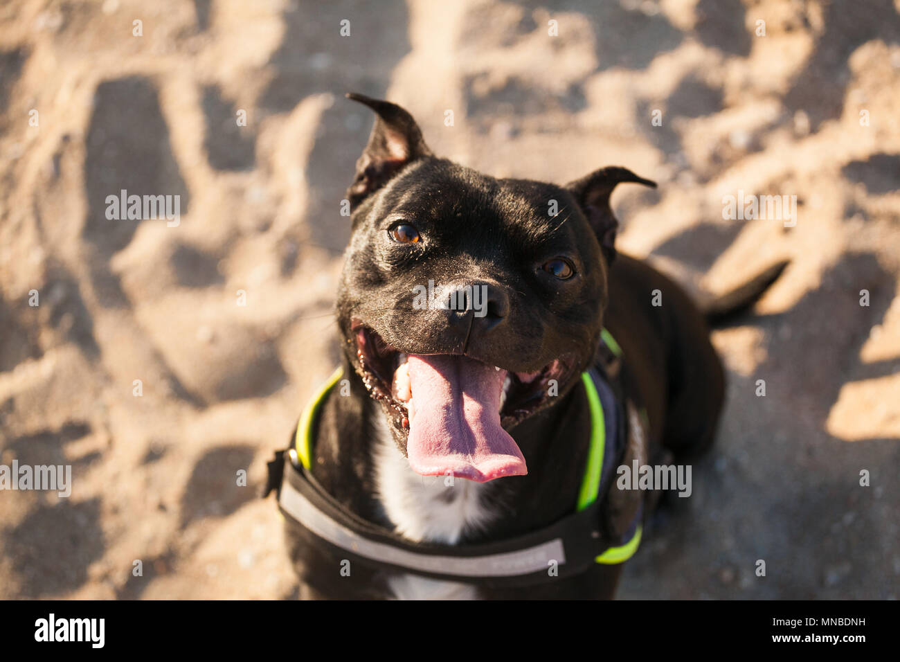 StaffordShire bull terrier à la plage Banque D'Images