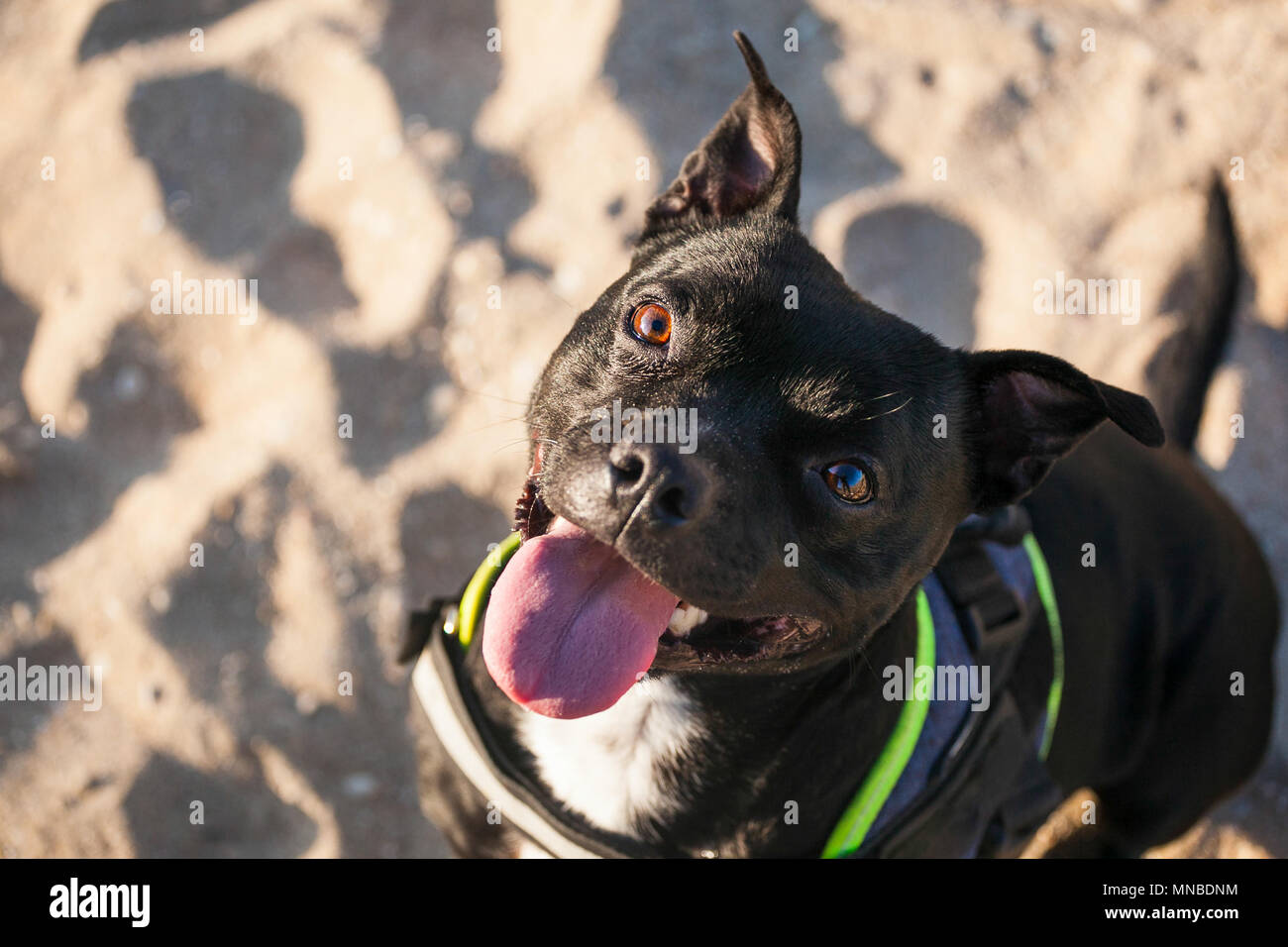 StaffordShire bull terrier à la plage Banque D'Images