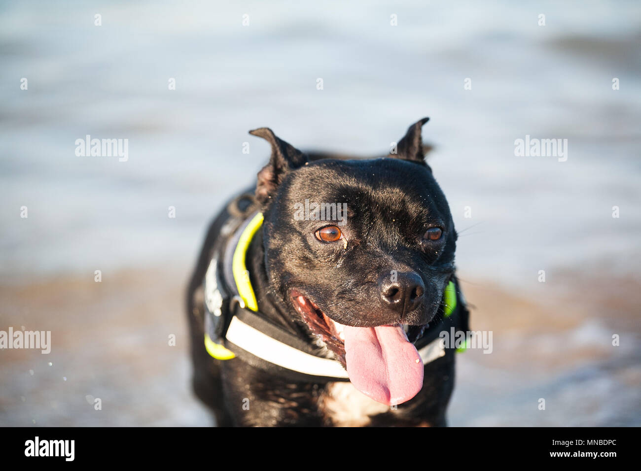 StaffordShire bull terrier à la plage Banque D'Images