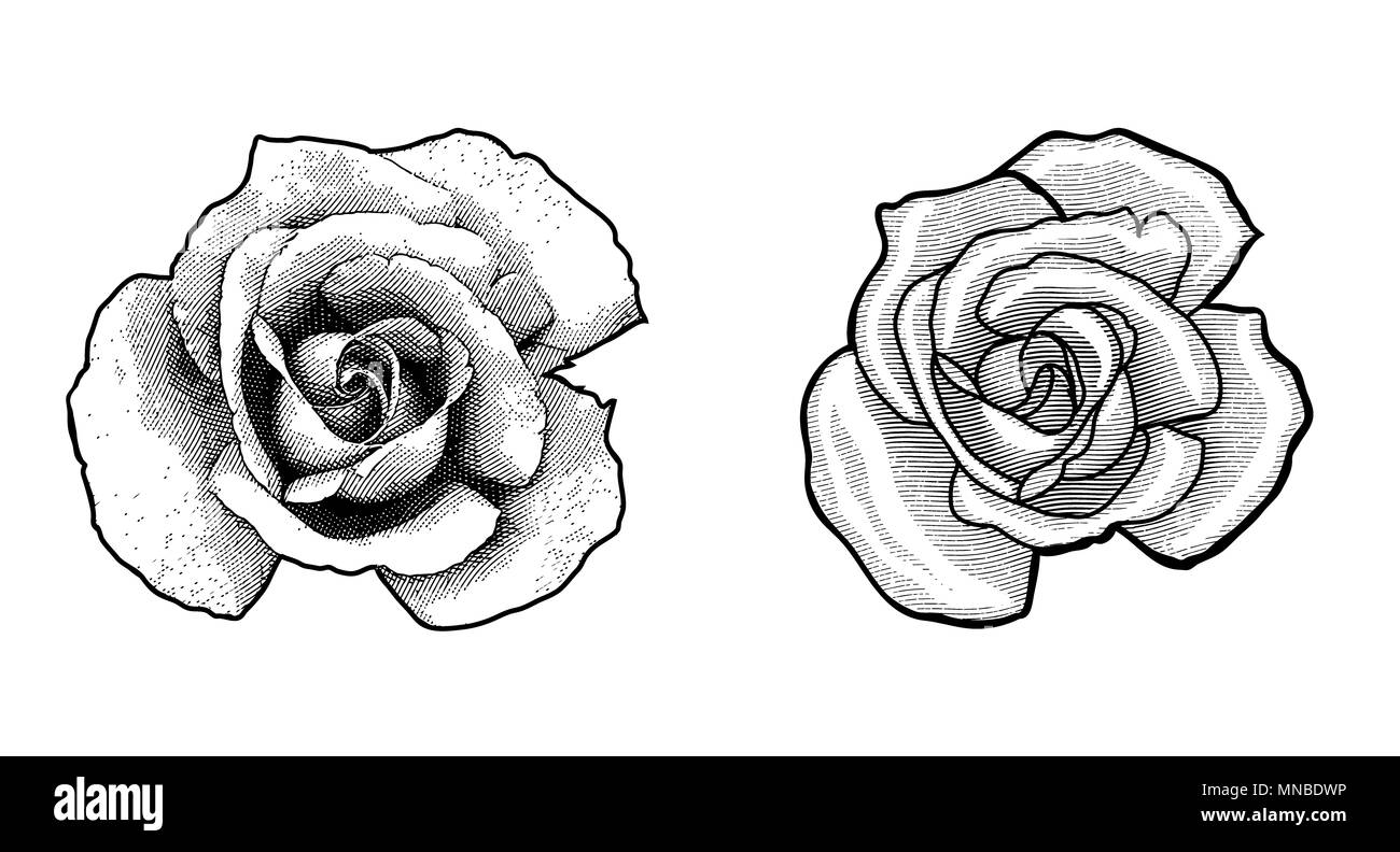 Fleur rose unique dans un vintage retro style gravure gravure sur bois gravé Banque D'Images