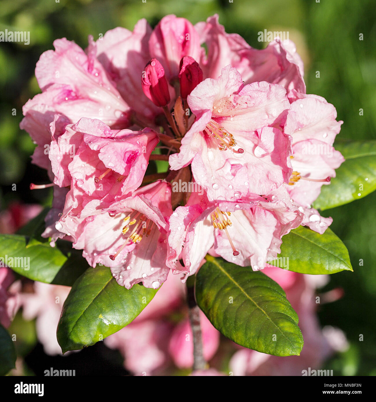 Rhododendron 'Winsome', vue ici au printemps à la Peter Wheeler (photographe) jardin de devant dans le Shropshire. Banque D'Images