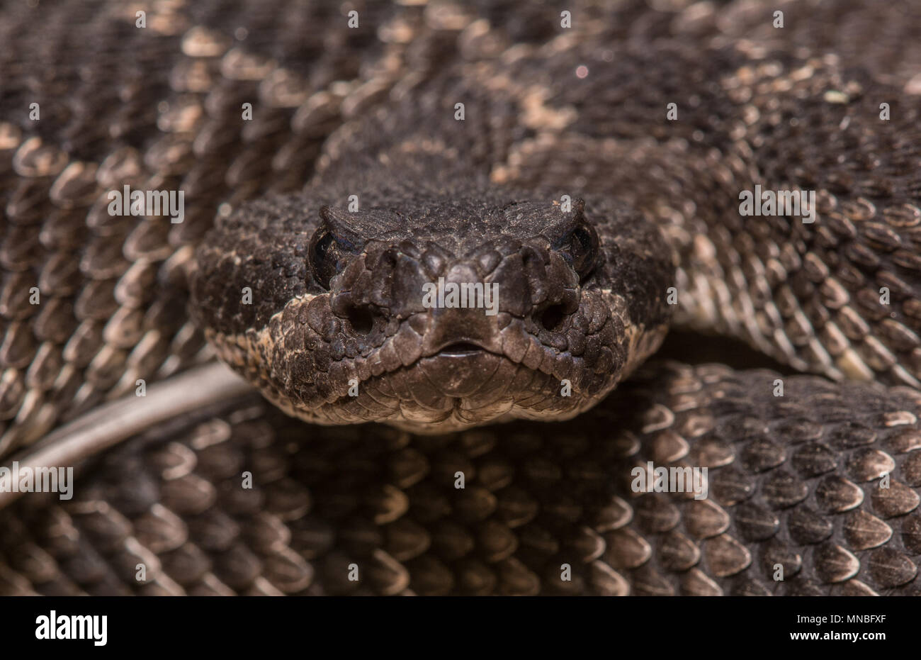 Pacifique Sud (Crotalus oreganus Crotale helleri) à partir de la Sierra Jurarez, Baja California, Mexique. Banque D'Images