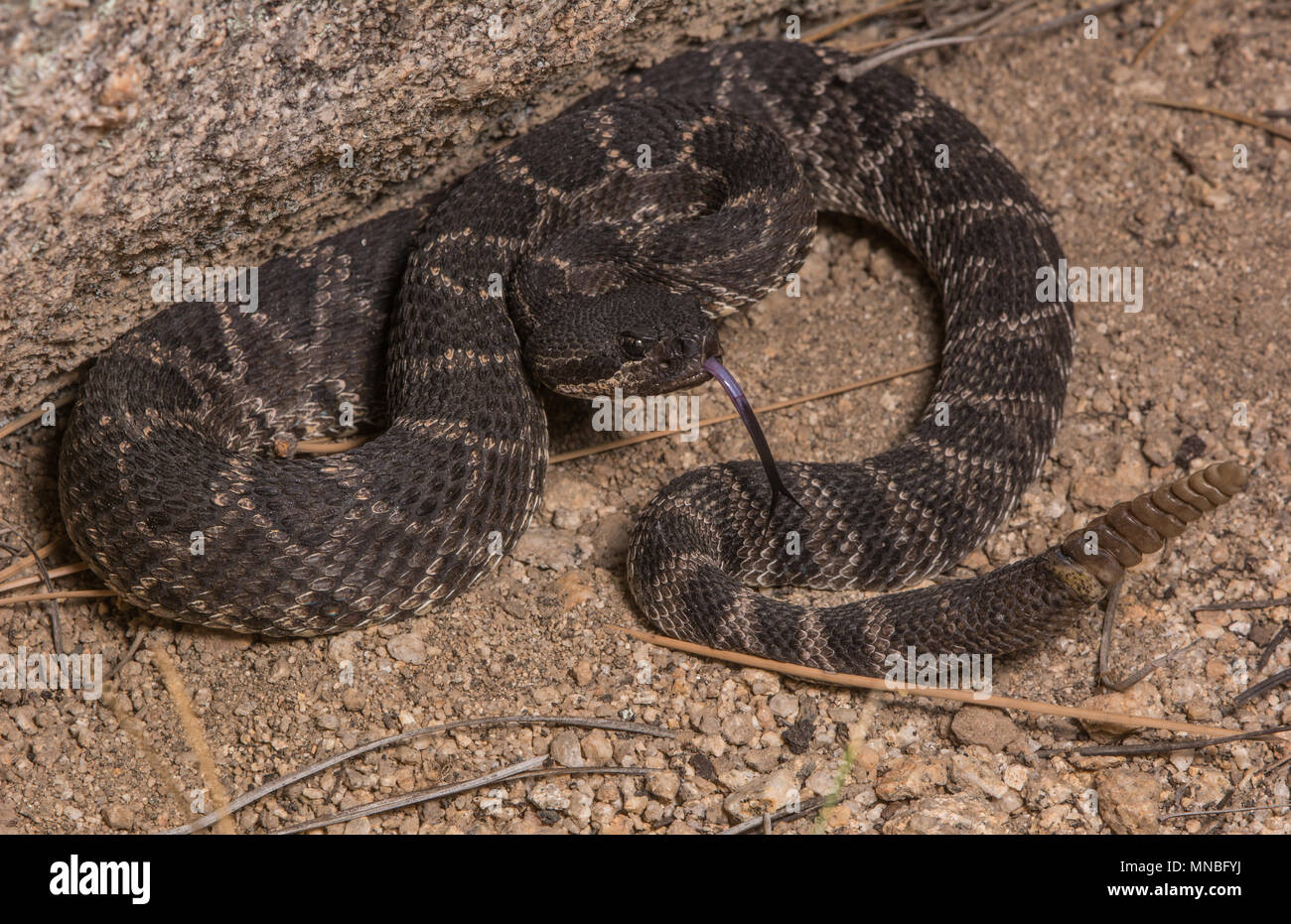 Pacifique Sud (Crotalus oreganus Crotale helleri) à partir de la Sierra Jurarez, Baja California, Mexique. Banque D'Images