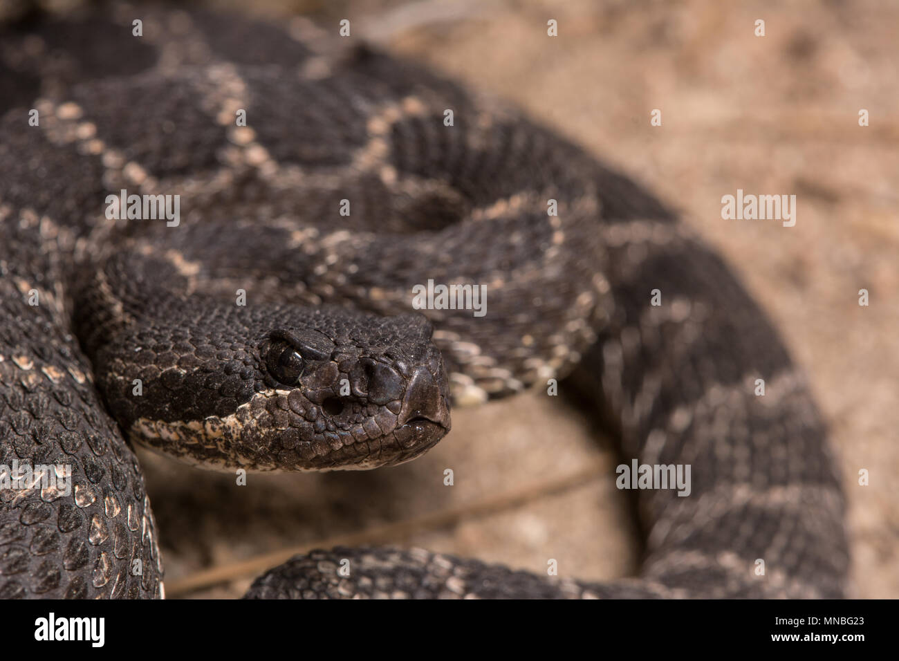 Pacifique Sud (Crotalus oreganus Crotale helleri) à partir de la Sierra Jurarez, Baja California, Mexique. Banque D'Images