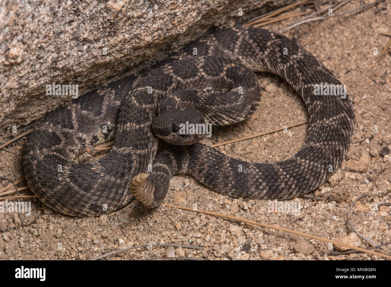 Pacifique Sud (Crotalus oreganus Crotale helleri) à partir de la Sierra Jurarez, Baja California, Mexique. Banque D'Images