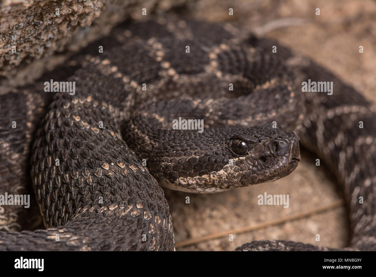 Pacifique Sud (Crotalus oreganus Crotale helleri) à partir de la Sierra Jurarez, Baja California, Mexique. Banque D'Images