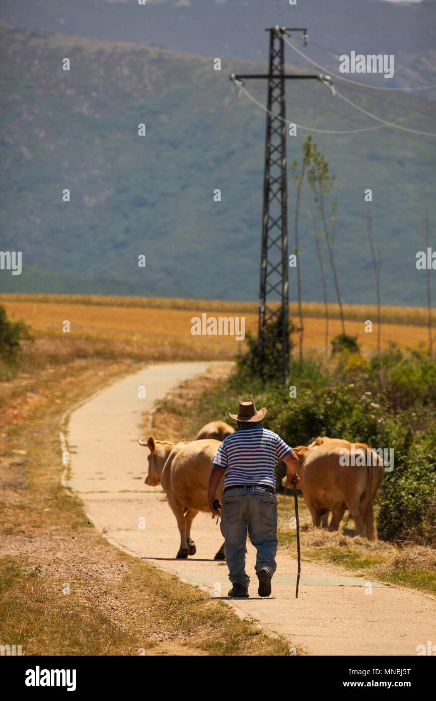 Agriculteur espagnol à petite échelle élevant ses bovins / vaches à leur pâturage pour la journée dans la ville espagnole centrale de Riaza 60 kl au nord de Madrid Espagne Banque D'Images