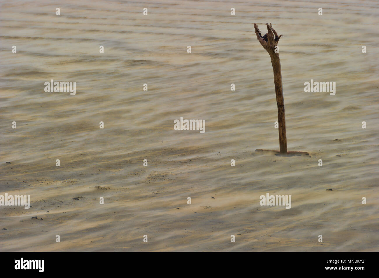 Sur un jour de vent froid et humide à l'Oregon Coast un stick de bois flotté coincé dans la plage de sable que les vents vers le bas le sable autour de sa base. Banque D'Images