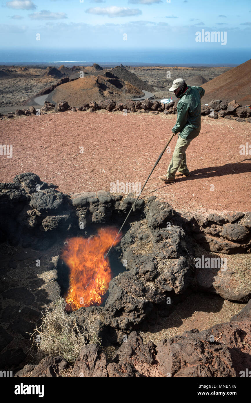 Les montagnes de feu, Lanzarote, îles Canaries, Espagne : un jeu de bush au feu par la chaleur de la terre dans le célèbre restaurant El Diablo. Banque D'Images