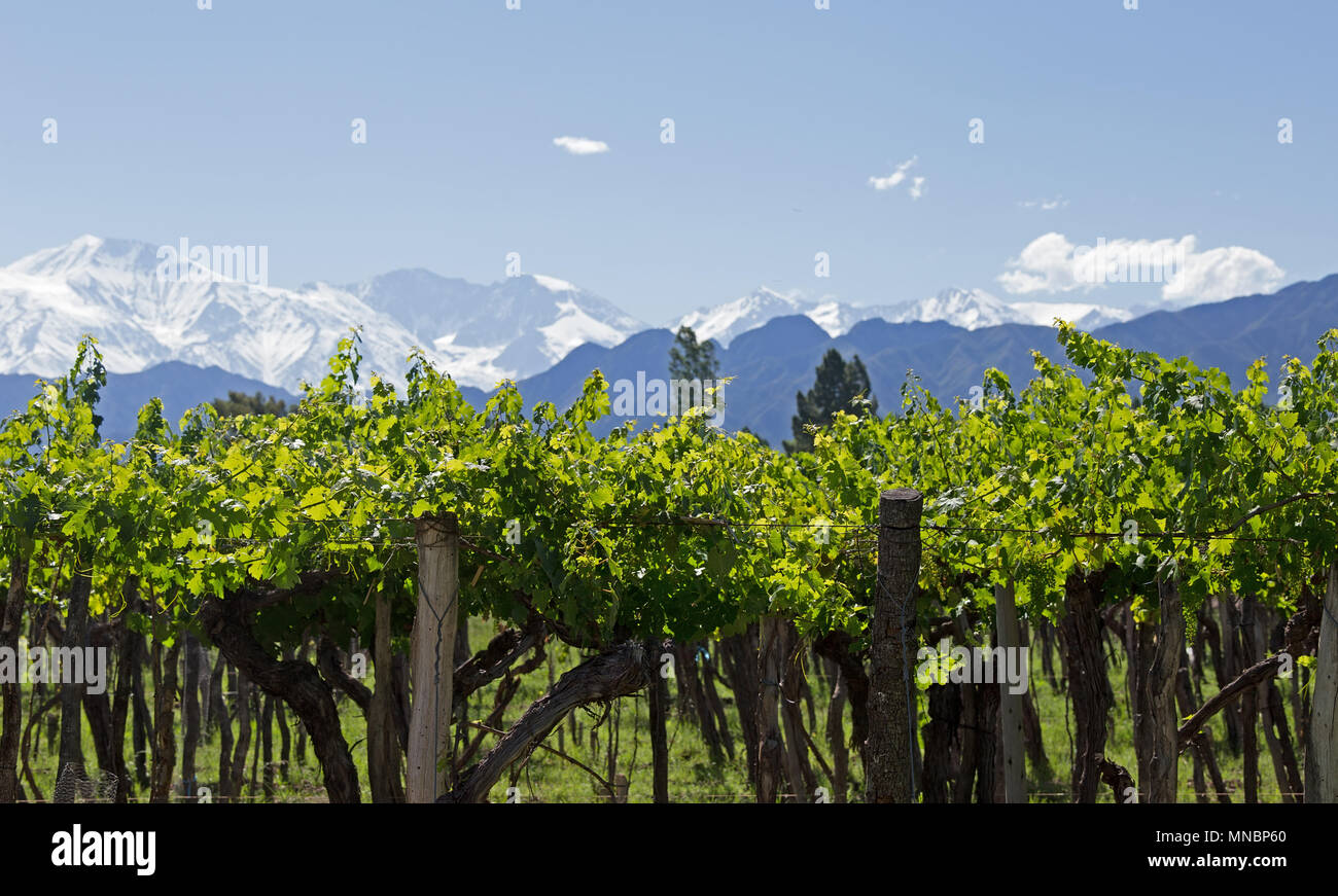 Lujan de Cuyo vignobles, près de Mendoza, Argentine Banque D'Images