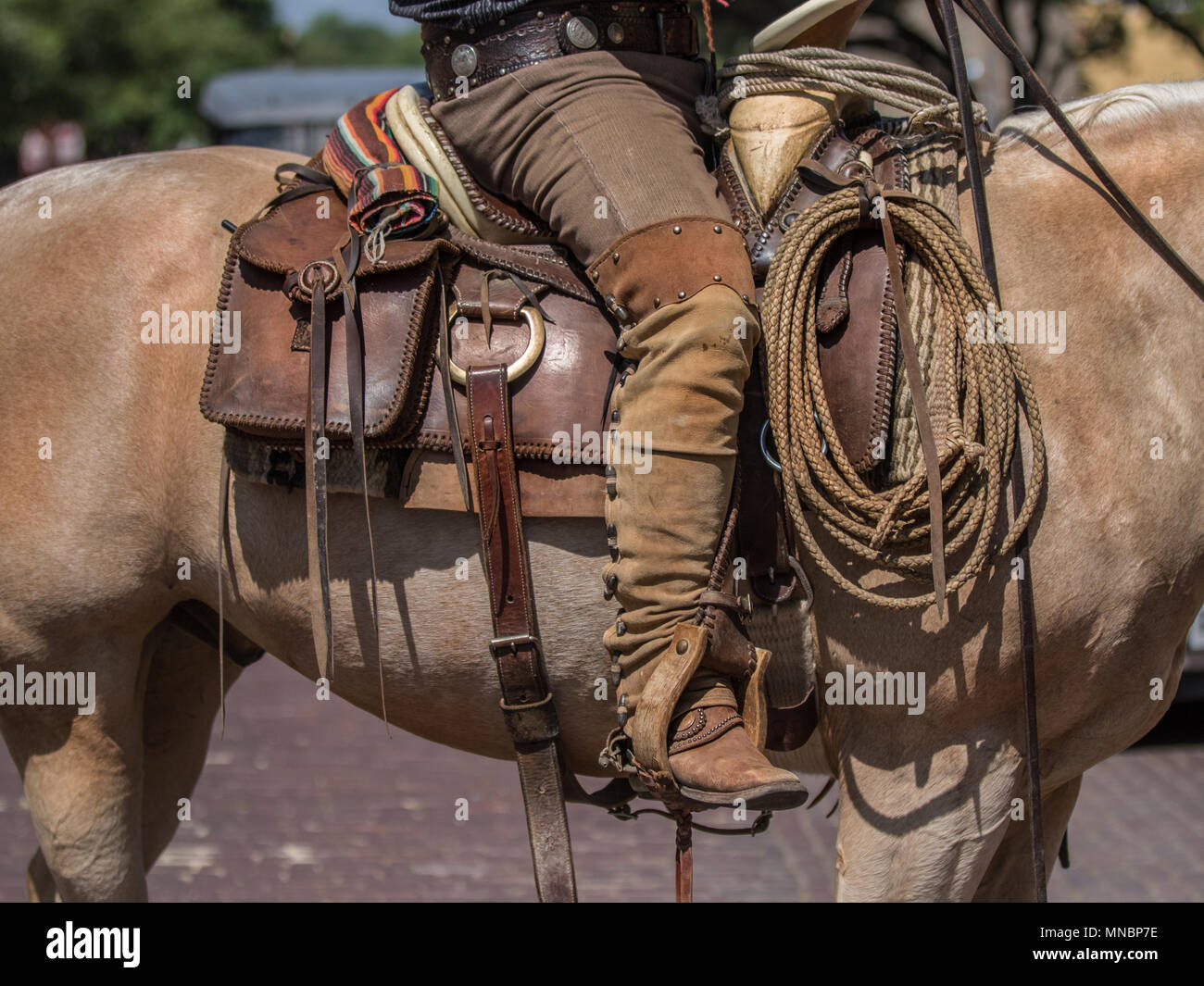2,271 Photos de Cheval Mexicain - Photos de stock gratuites et libres