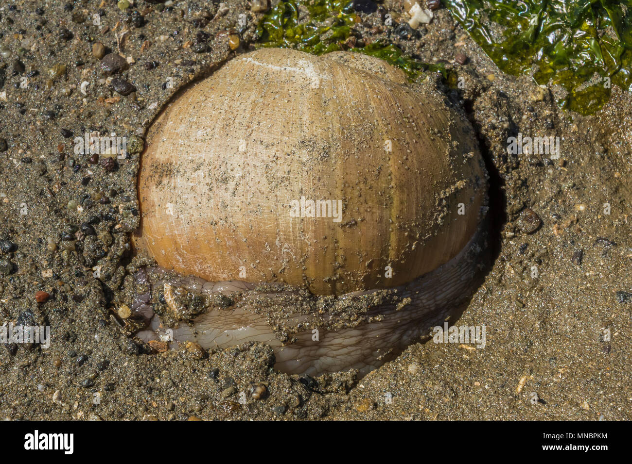 Lewis, Moonsnail Euspira Polinices lewisii, aka lewisii ou Neverita lewisii, à marée basse le long de la rive du Puget Sound à l'Arcadia Point, Mason Count Banque D'Images