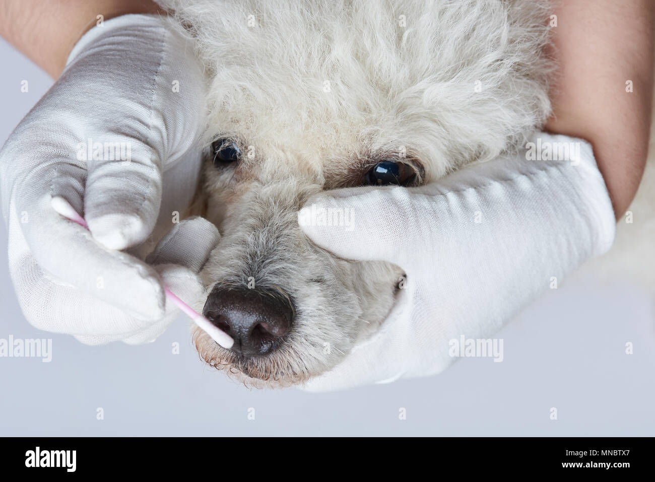 Spa chien thème. Nez de chien de nettoyage à toiletter studio Banque D'Images