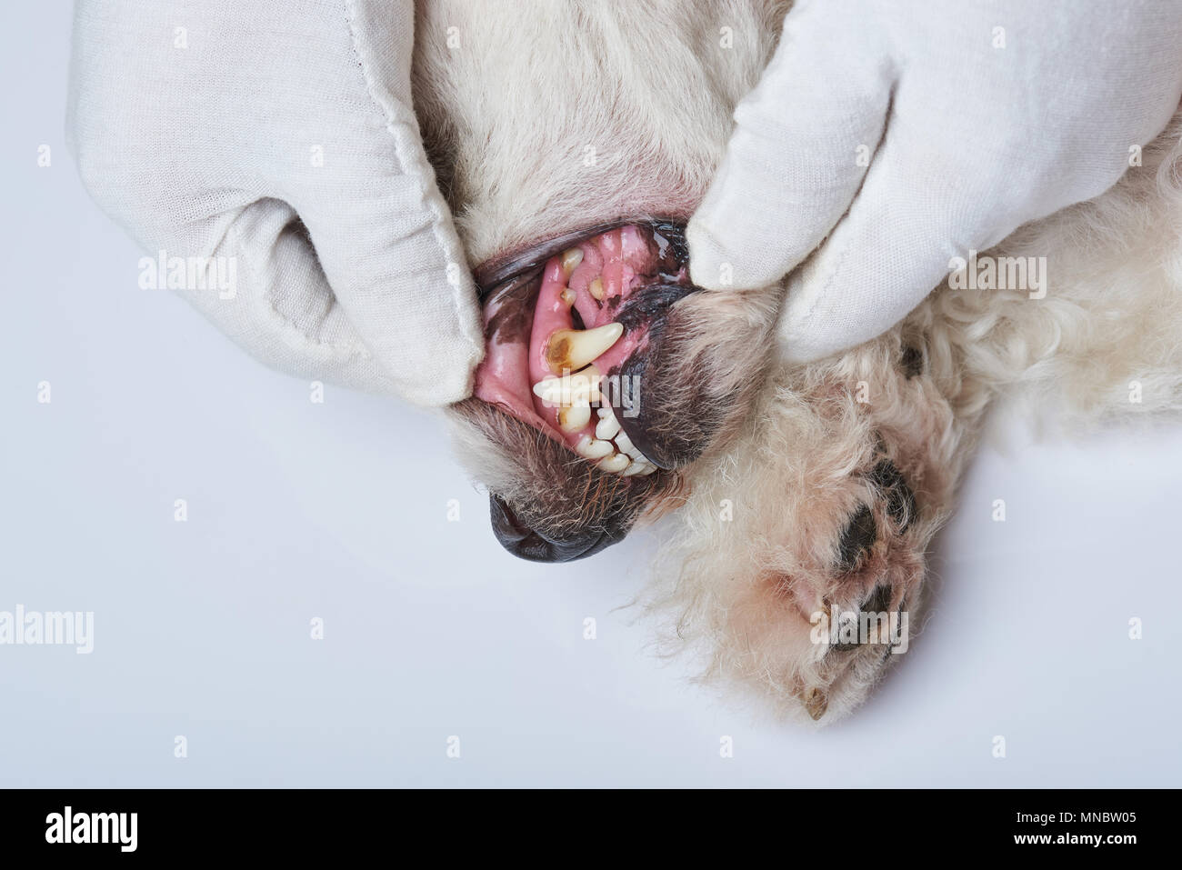 Contrôle de vieux chien dents sur fond blanc tableau de l'EFP Banque D'Images