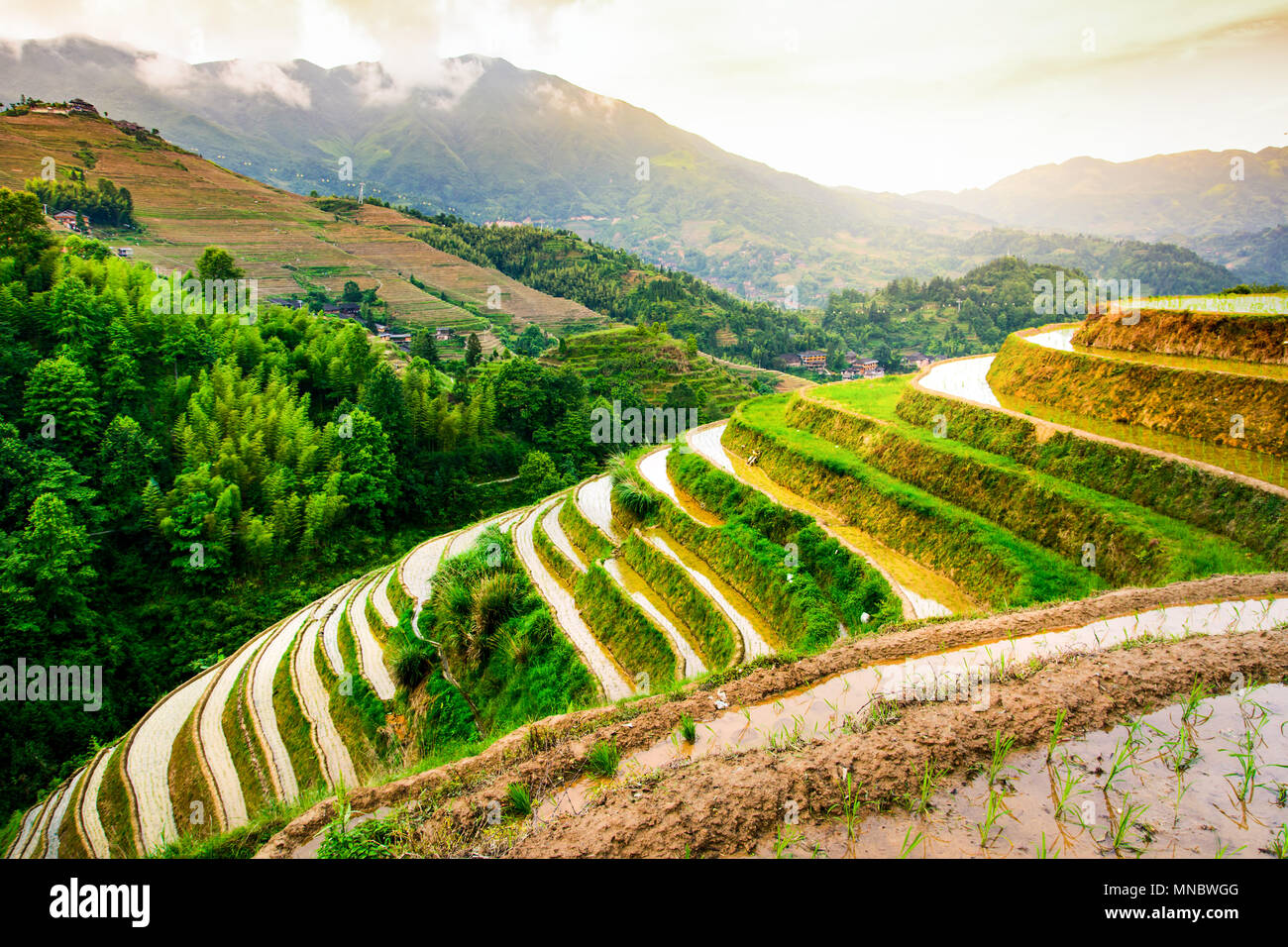 Magnifique coucher de soleil à la terrasse de riz asiatique près de Guilin en Chine Banque D'Images