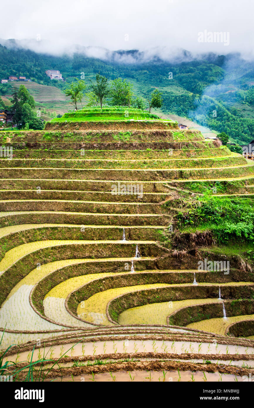 Terrasse de riz asiatique en Chine paysage sur un jour nuageux Banque D'Images