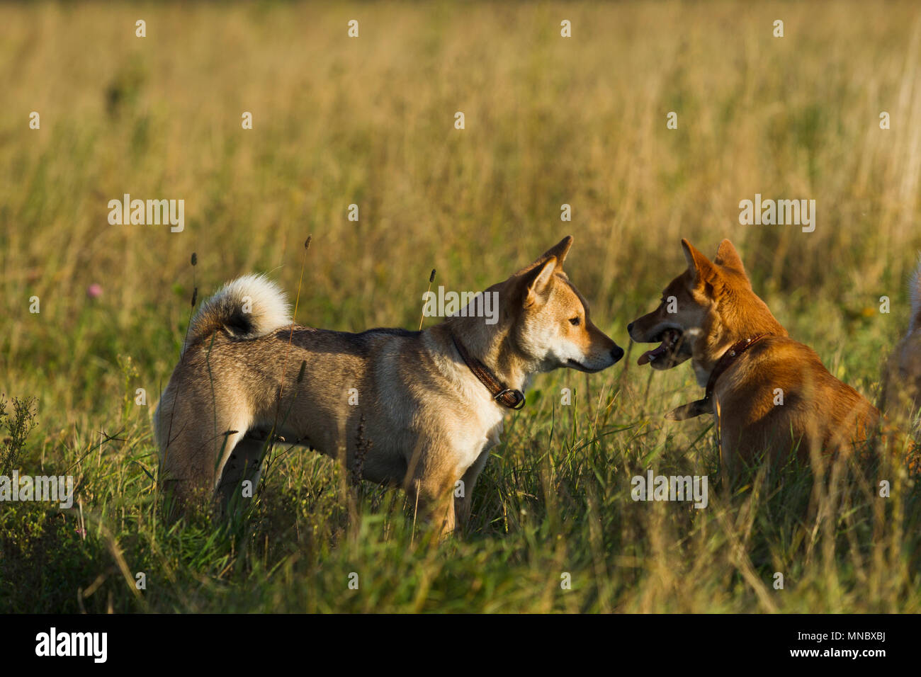 Les chiens de races japonaises Sibu Inu sur fond d'herbe, de la lumière du soleil Banque D'Images