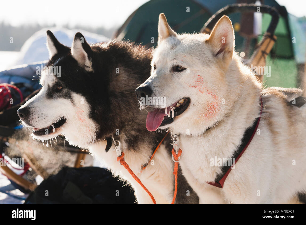 Traîneau à chiens Les malamutes Husky dans la neige sur une journée ensoleillée Banque D'Images