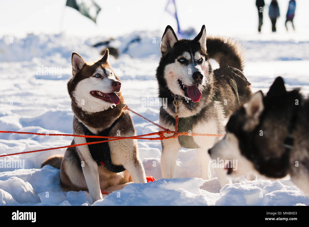 Traîneau à chiens Les malamutes Husky dans la neige sur une journée ensoleillée Banque D'Images