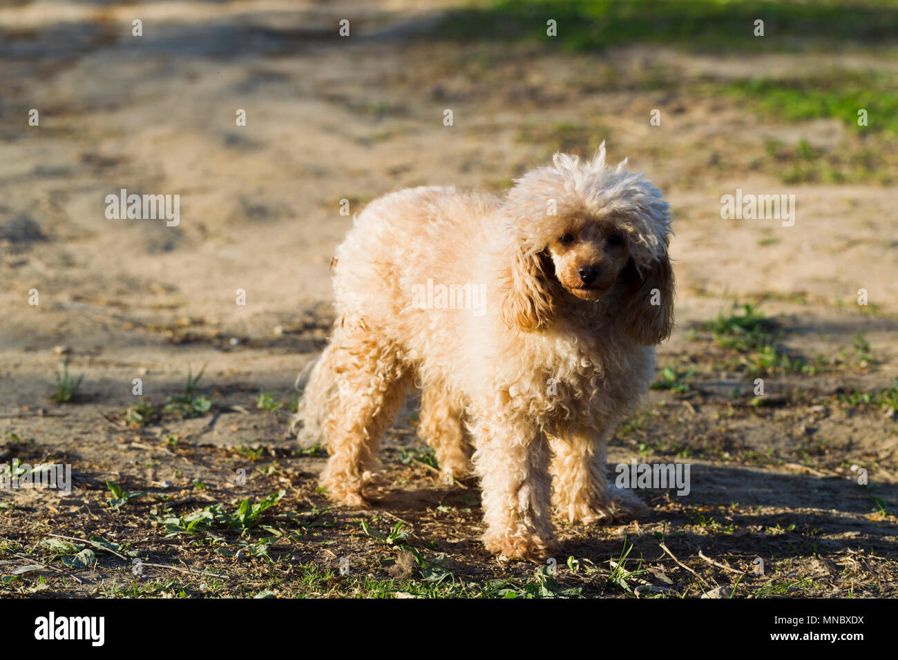 Chien caniche Toy couleur abricot pour une promenade Banque D'Images