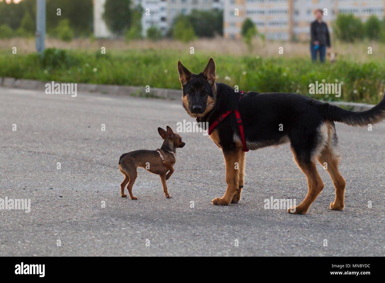 Terrier toy russe et un chiot chien alsacien pour une promenade dans la ville, la lumière du soir Banque D'Images